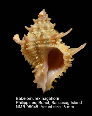 Babelomurex nagahorii.jpg - Babelomurex nagahorii (Kosuge,1980)